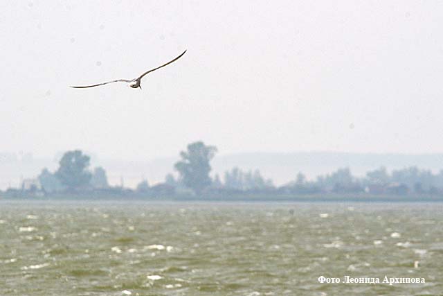 курган новости