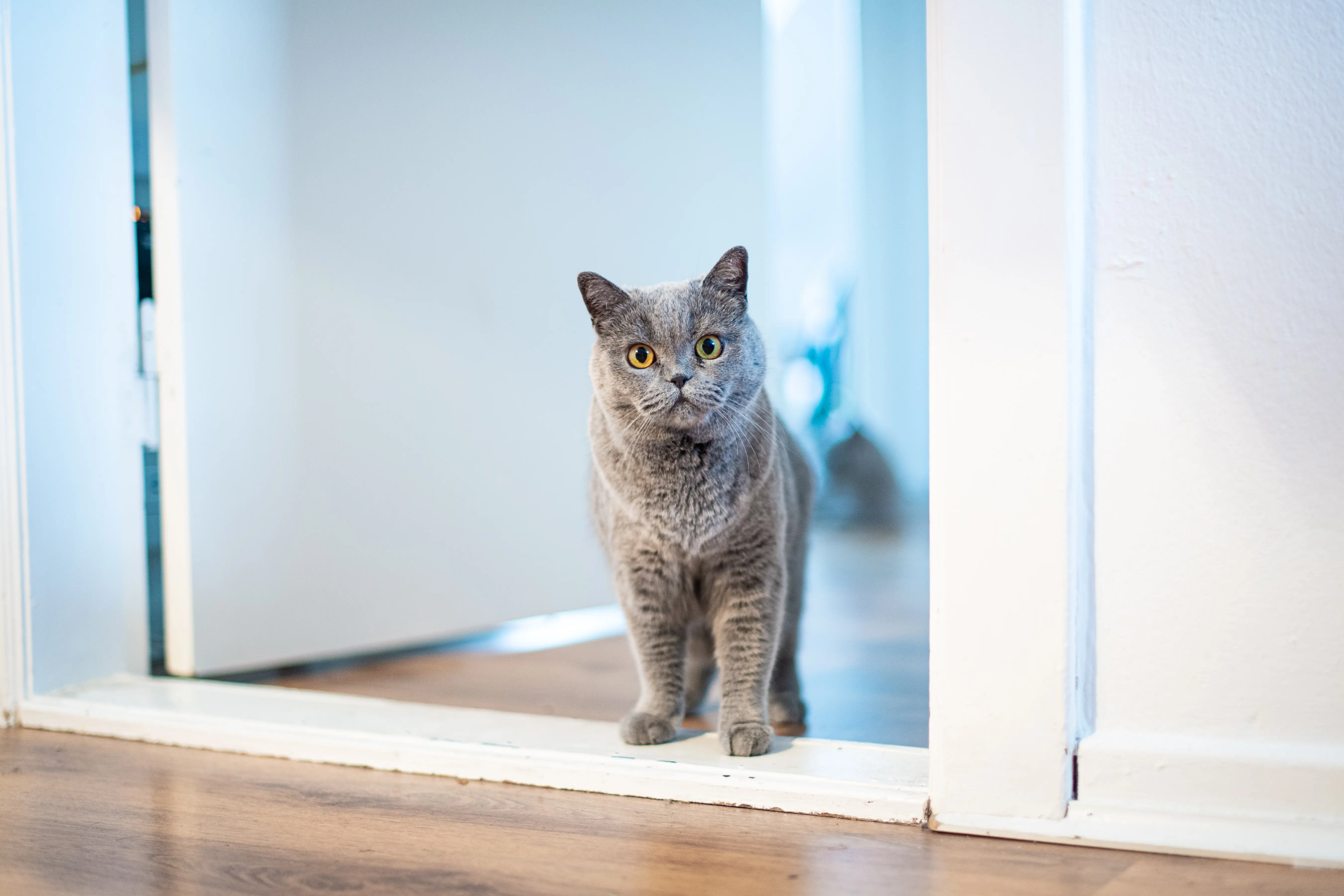 Открытая кошка. Кошка. Кошка мурлычет. Кошка возвращается домой. Cat standing.