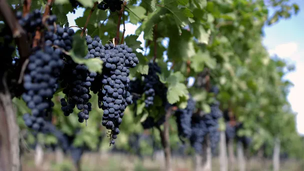 Фото Виталия Тимкива / ТАСС