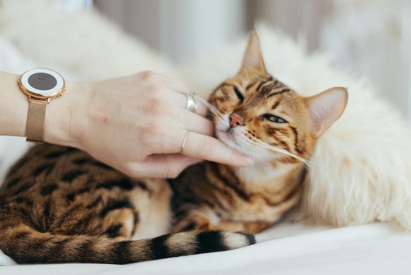 Кот