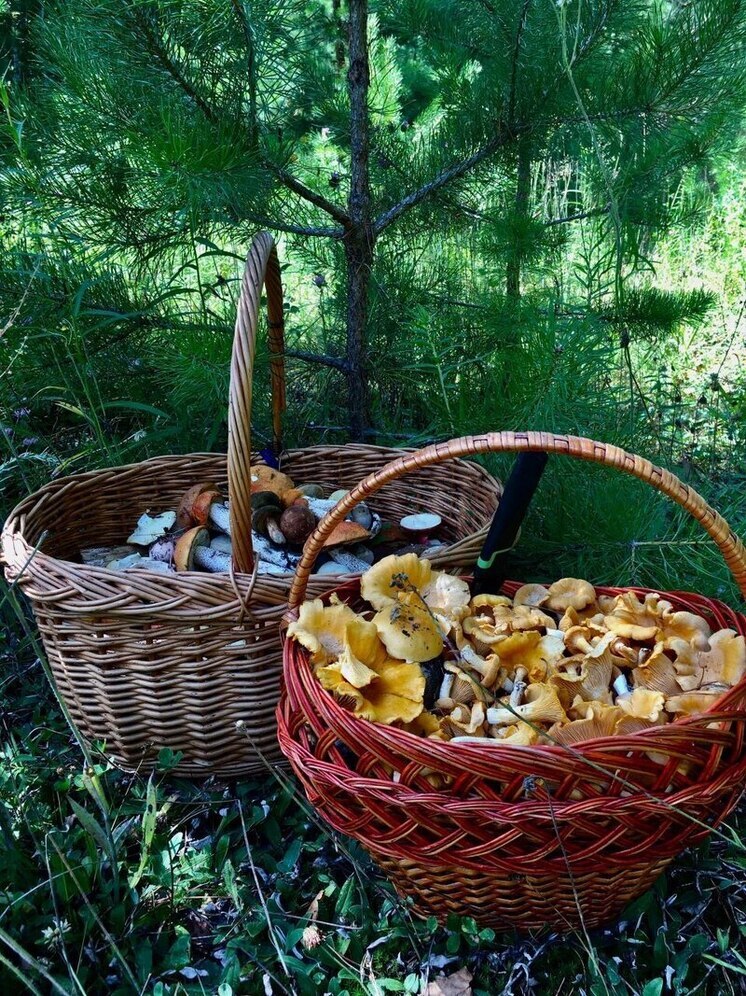 Тюменские грибники ожидают начала сезона