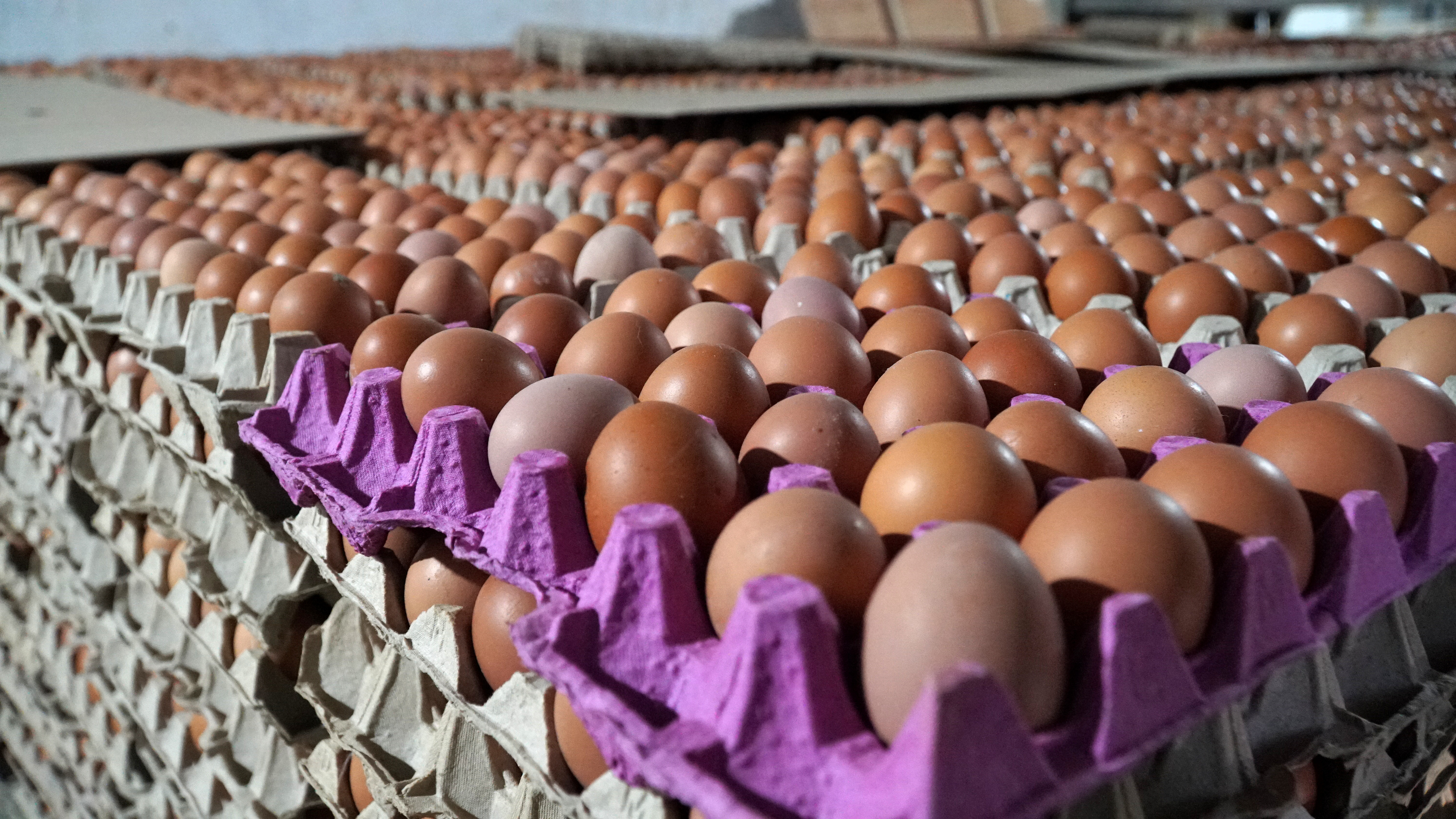 ООО «Батыр-Бройлер» в Хасавюртовском районе Дагестана инвестирует в производство яйца 900 миллионов рублей