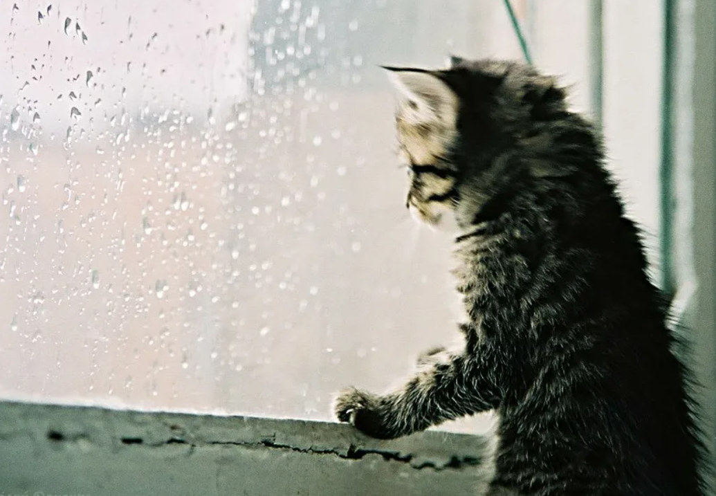 Кошка грустная песня. Котенок в окне дождь. Котенок под дождем. Кот и дождь. Котенок дождь.