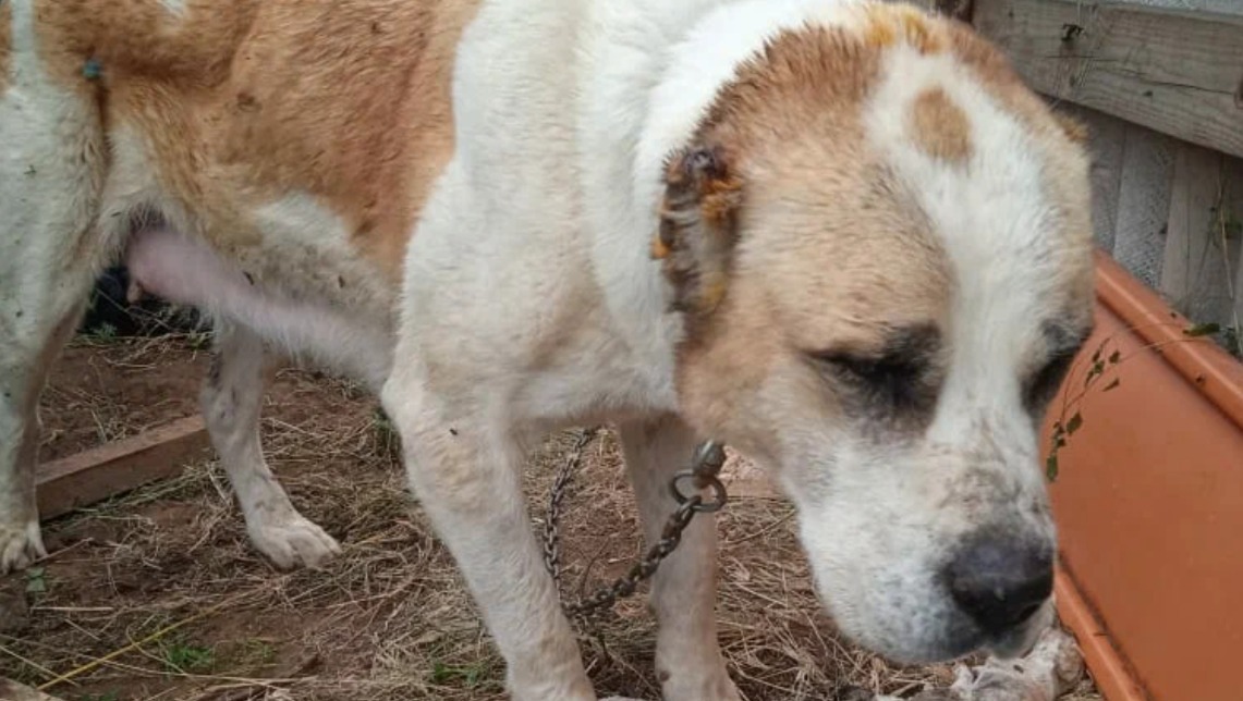 Худая собака. Голодание собаки. Голодание собаки. Салюки собака. Голодание собаки.