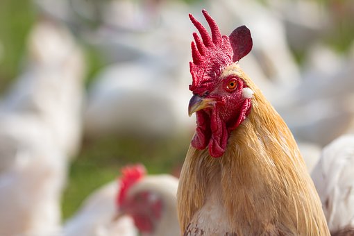 В Удмуртии усиливаются меры по профилактике гриппа птиц
