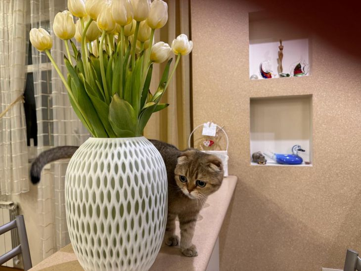 коты