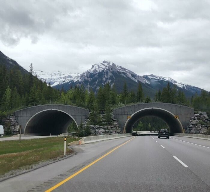 24. В Канаде есть мосты, по которым животные могут безопасно пересечь дорогу