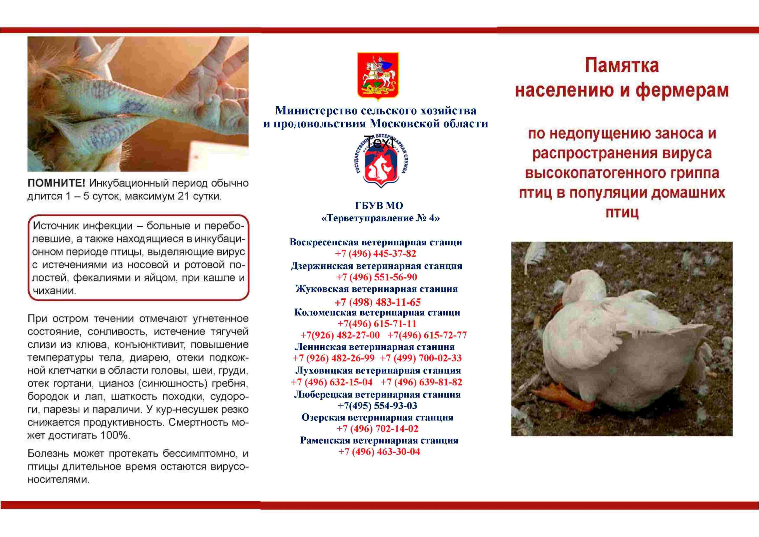 Осторожно птичий грипп картинки