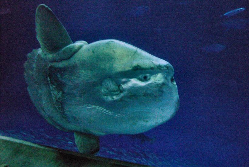 Рыба-солнце