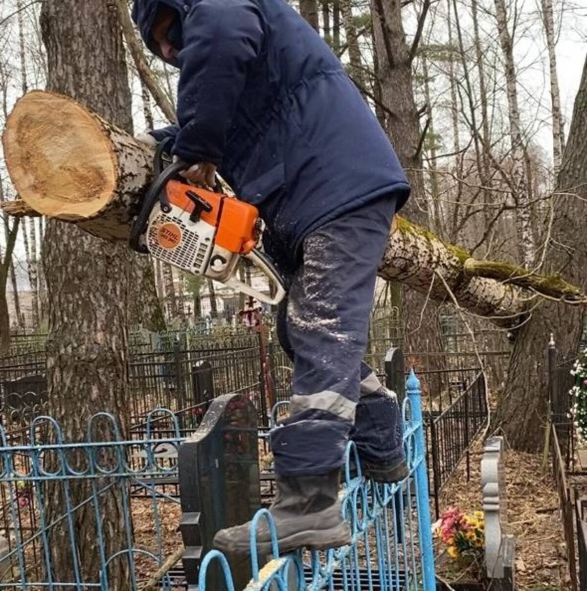 Спилить аварийное дерево. Спил аварийного дерева на кладбище. Вырубка деревьев. Уборка аварийных деревьев на лесосеке. Спил аварийных деревьев на кладбище реклама.