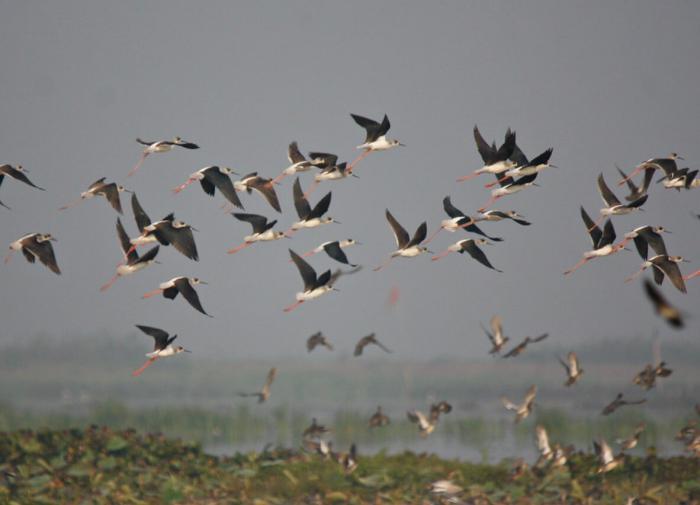 AFP: в Танзании истребили 5 млн птиц в целях защиты рисовых полей