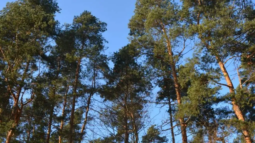 Латвия стремительно зарастает лесами: как на этом заработать