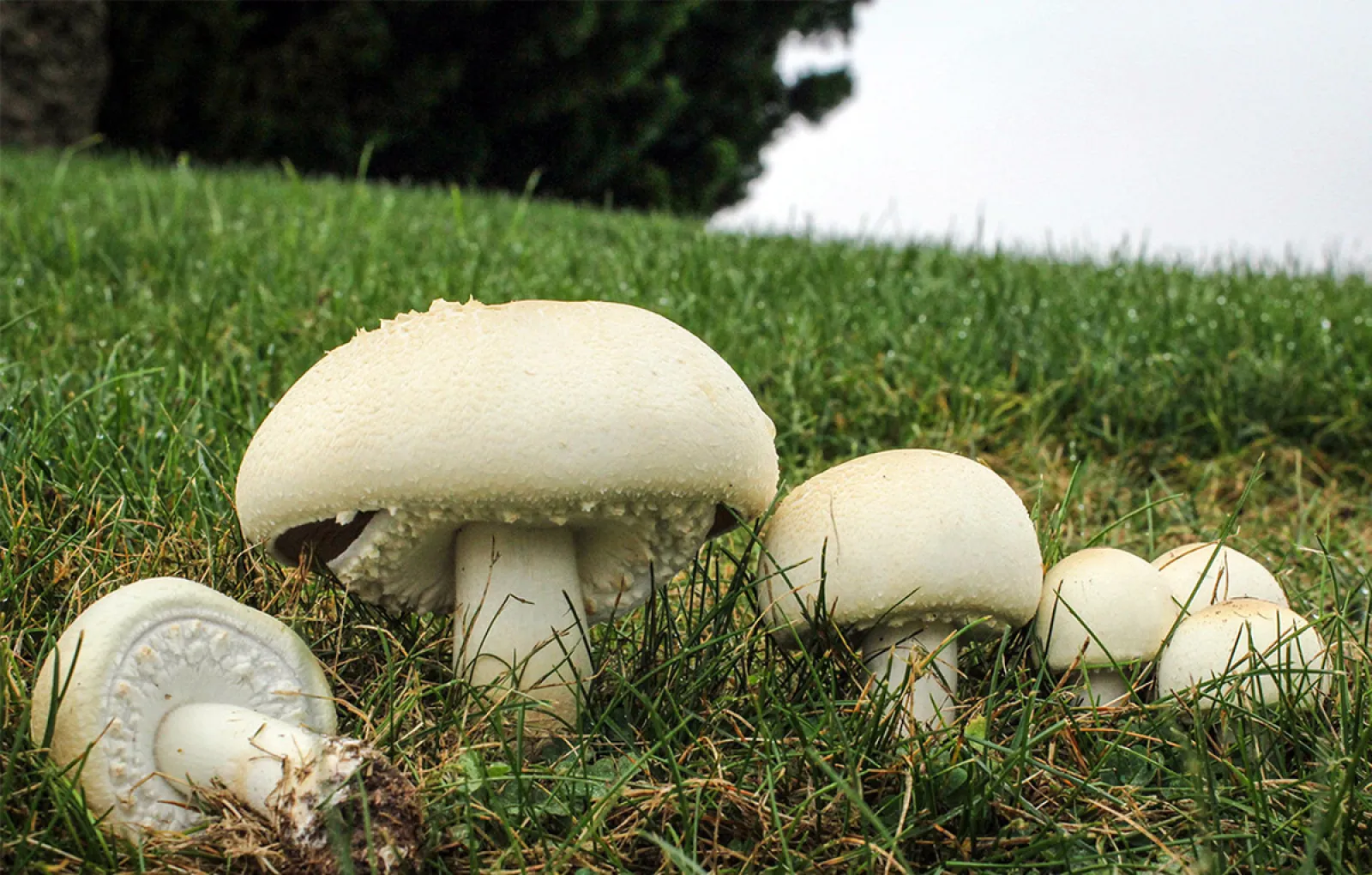 Шампиньон лесной. Шампиньон Луговой Agaricus Campestris. Шампиньон полевой Agaricus arvensis. Agaricus arvensis Schaeff. — Шампиньон полевой. Ложный Луговой шампиньон.