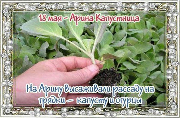 Картинки с ириной рассадницей