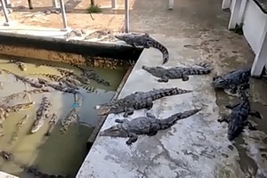 http://culturavrn.ru/Сорок крокодилов заживо сожрали владельца крокодиловой фермы