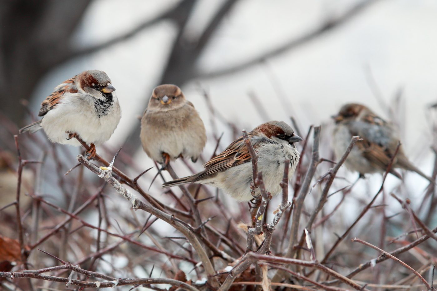В парке «Яуза» посчитают воробьёв