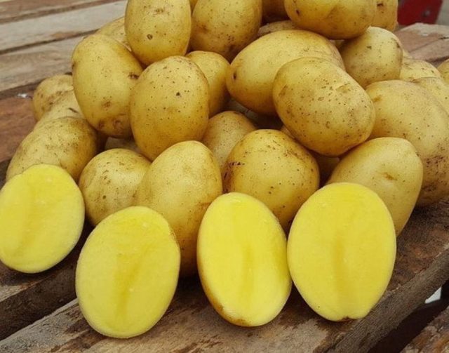 Лучшие сорта картофеля для Южного и Среднего Урала: семенного, новые, отзывы