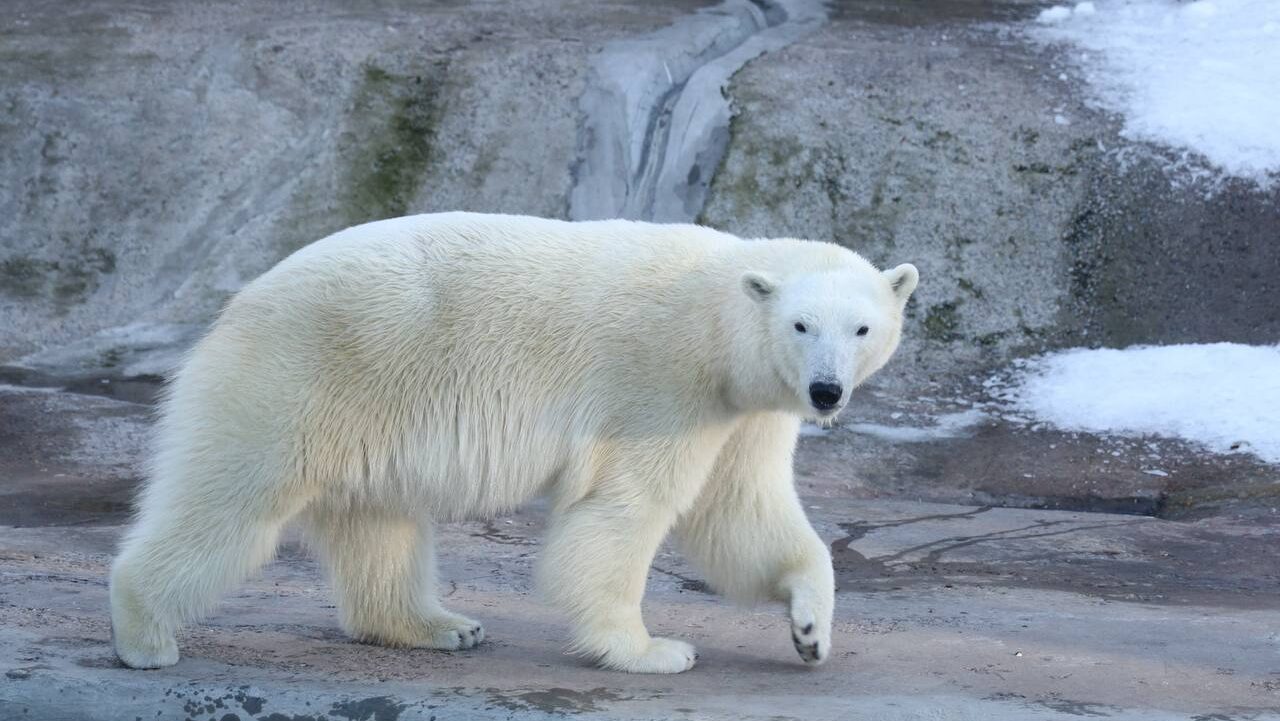 Белая медведица впервые добровольно сдала кровь в Московском зоопарке