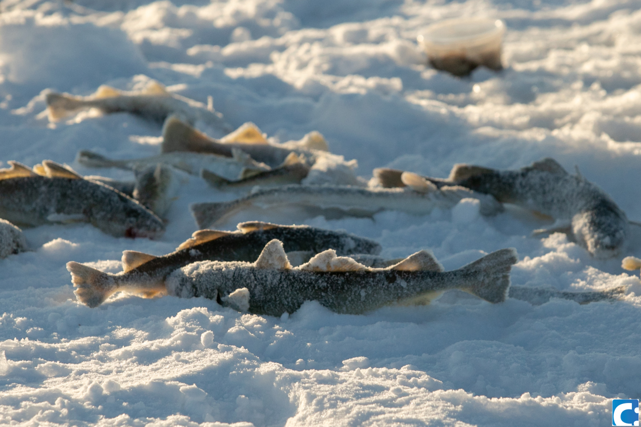 Парк горького ледовые фигуры 2022. Скульптуры из льда. Парк горького ледяные скульптуры 2022. Фестиваль ледяных скульптур на байкале 2023. Харбин фестиваль ледяных скульптур 2021.