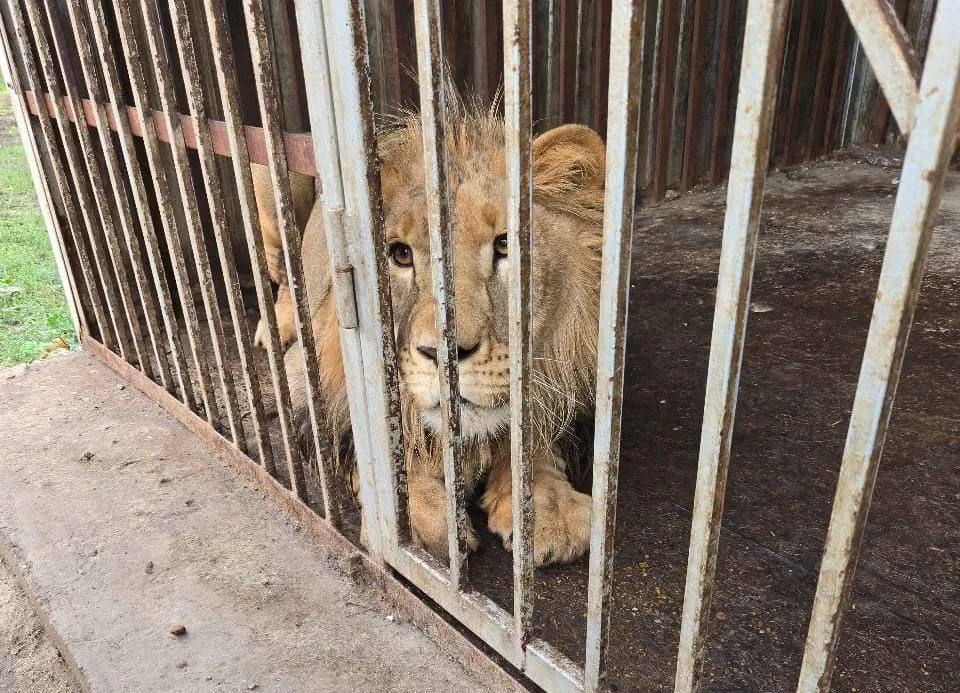 Лев Симба переехал в Крым из Ставрополья></div><div class=