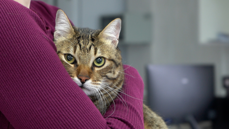 График вакцинации собак и кошек против бешенства 