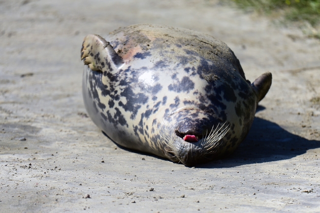 В Росприроднадзоре назвали причину гибели тюленей в Каспийском море