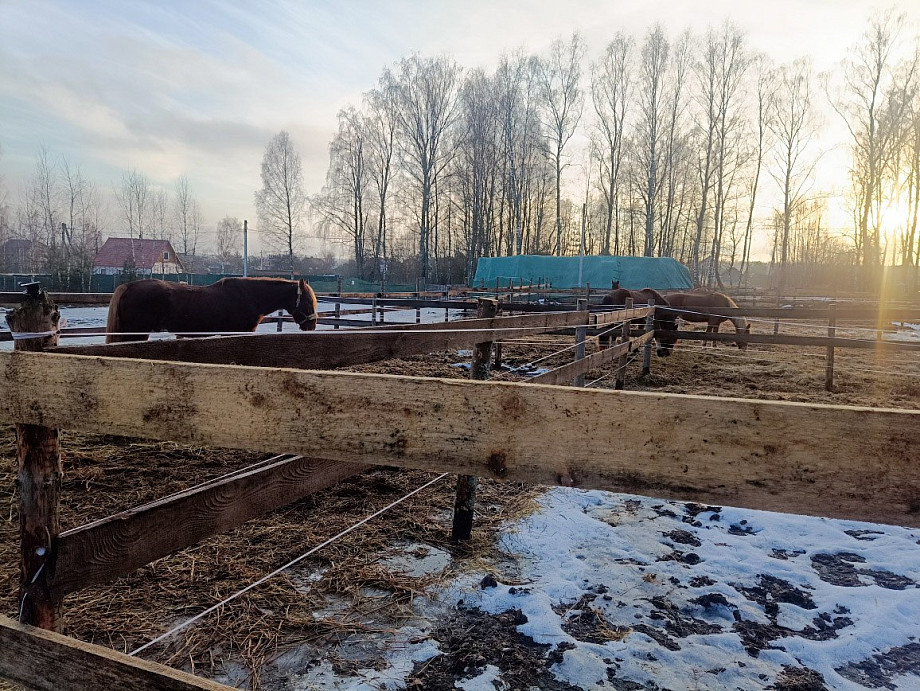 В Киржаче бизнес-леди осудили за опасные конные прогулки, закончившиеся для ребенка переломом