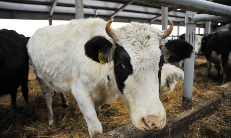 В Некрасовском округе продлили на год карантин по лейкозу крупного рогатого скота