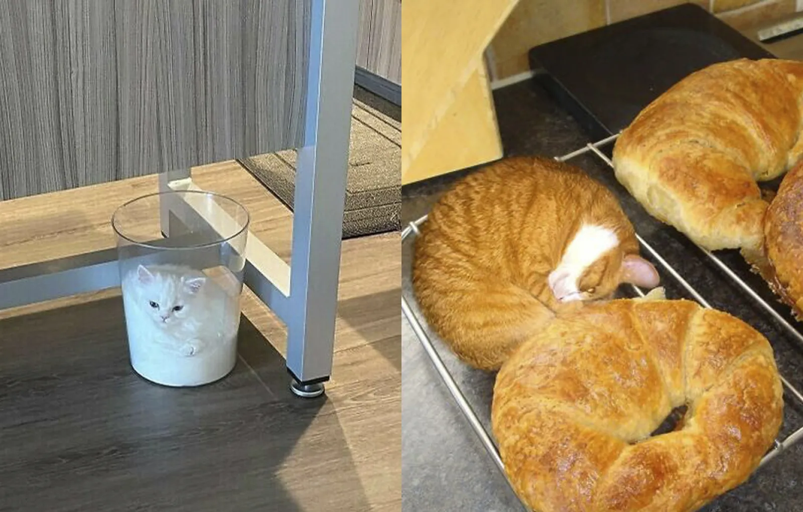 Dog with Pistachio Croissant and Milk Stock Image - Image of balloon, background