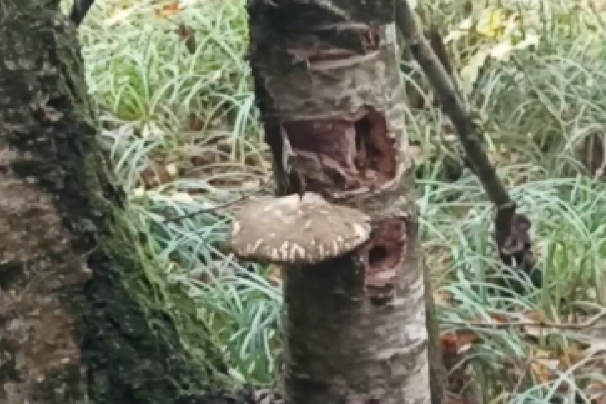 Новый гриб нашли ученые на юге России: сорвал его — плати миллион