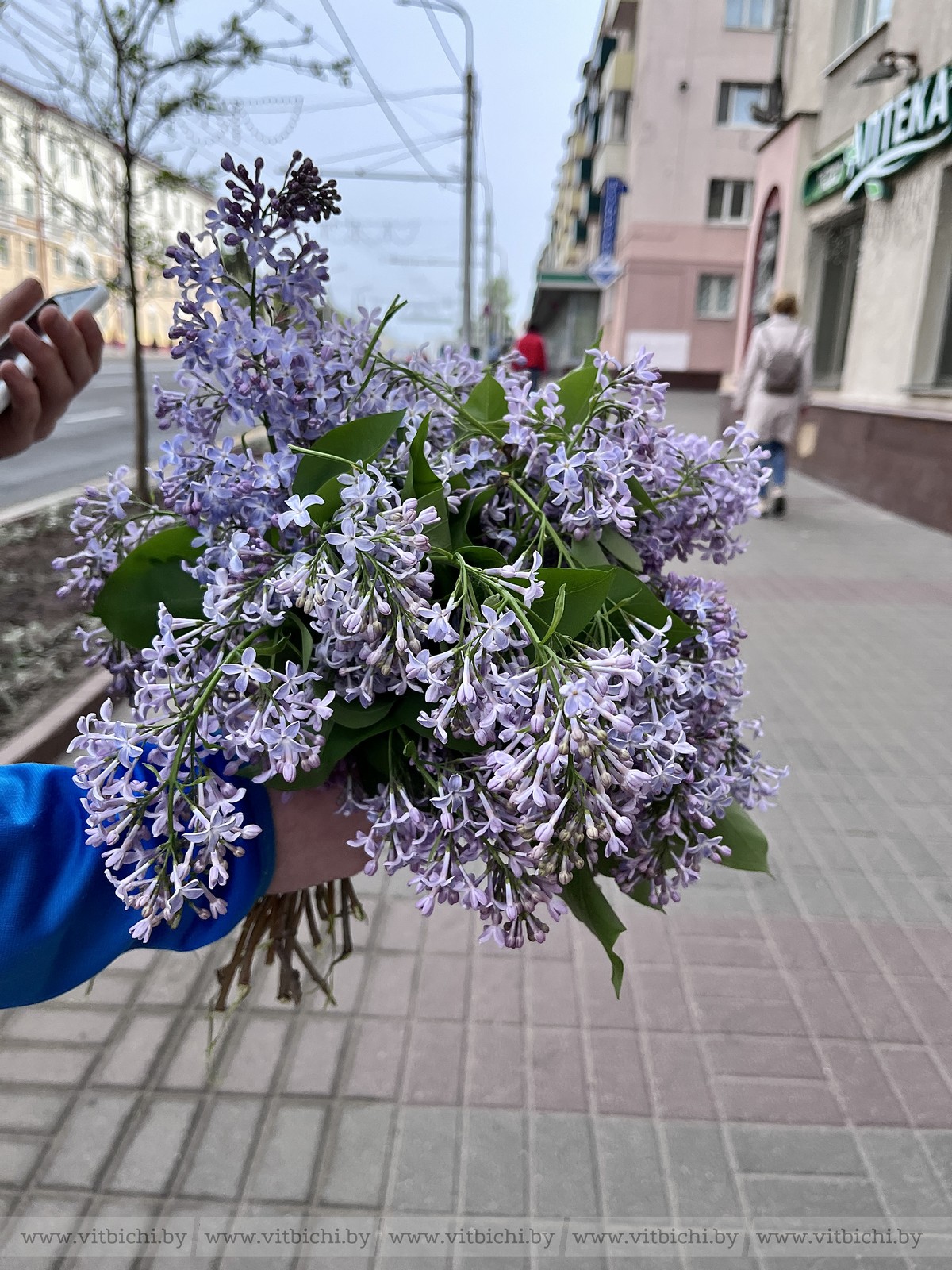 Штраф за сирень. Сорванная сирень. Рвать сирень штраф Эстония. Рвать сирень это преступление. Не ломайте сирень.