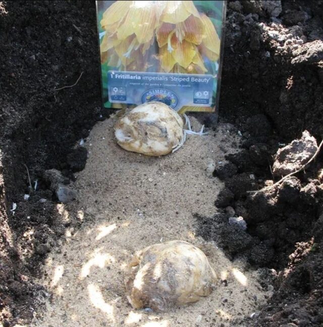 На каком расстоянии сажать рябчики. Рябчик императорский всходы. Луковицы рябчика императорского. Цветок рябчик императорский. Когда сажать рябчики в открытый грунт.