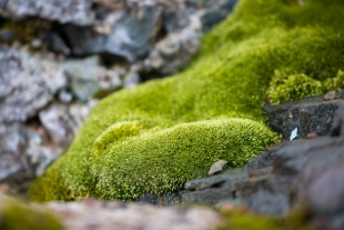 Nature Geoscience: ученые впечатлены темпами распространения растительности в Антарктиде