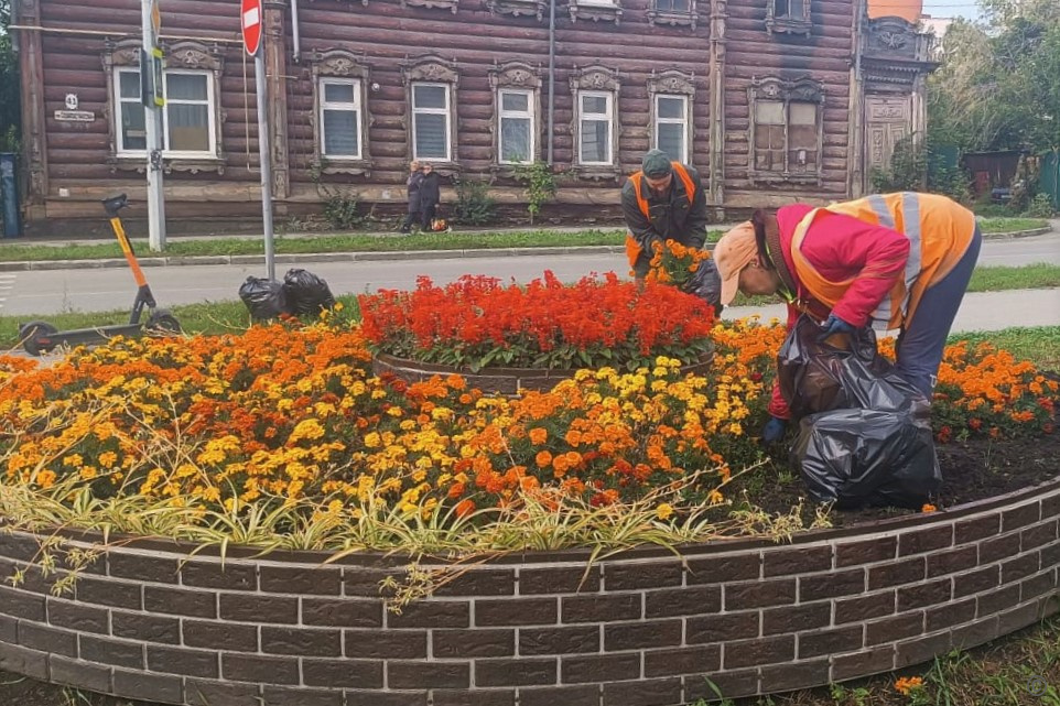 Седум клумба в городе на площади