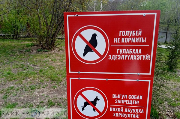 В улан-удэнском парке запретили кормить голубей