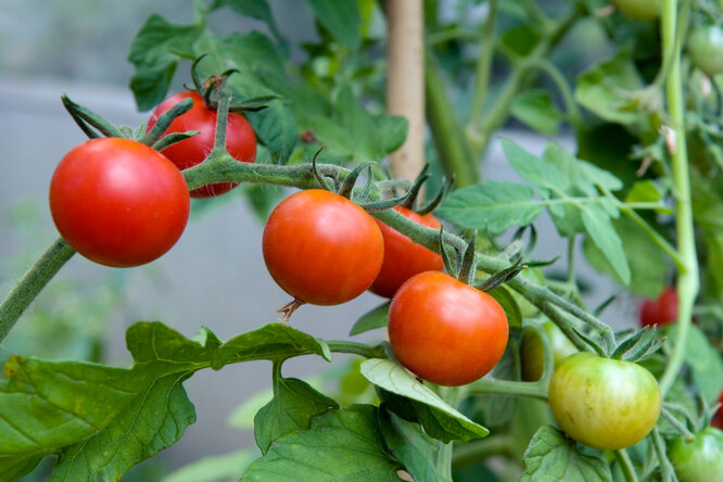 Predecessors of tomatoes: after what cultures it is possible to plant tomatoes -