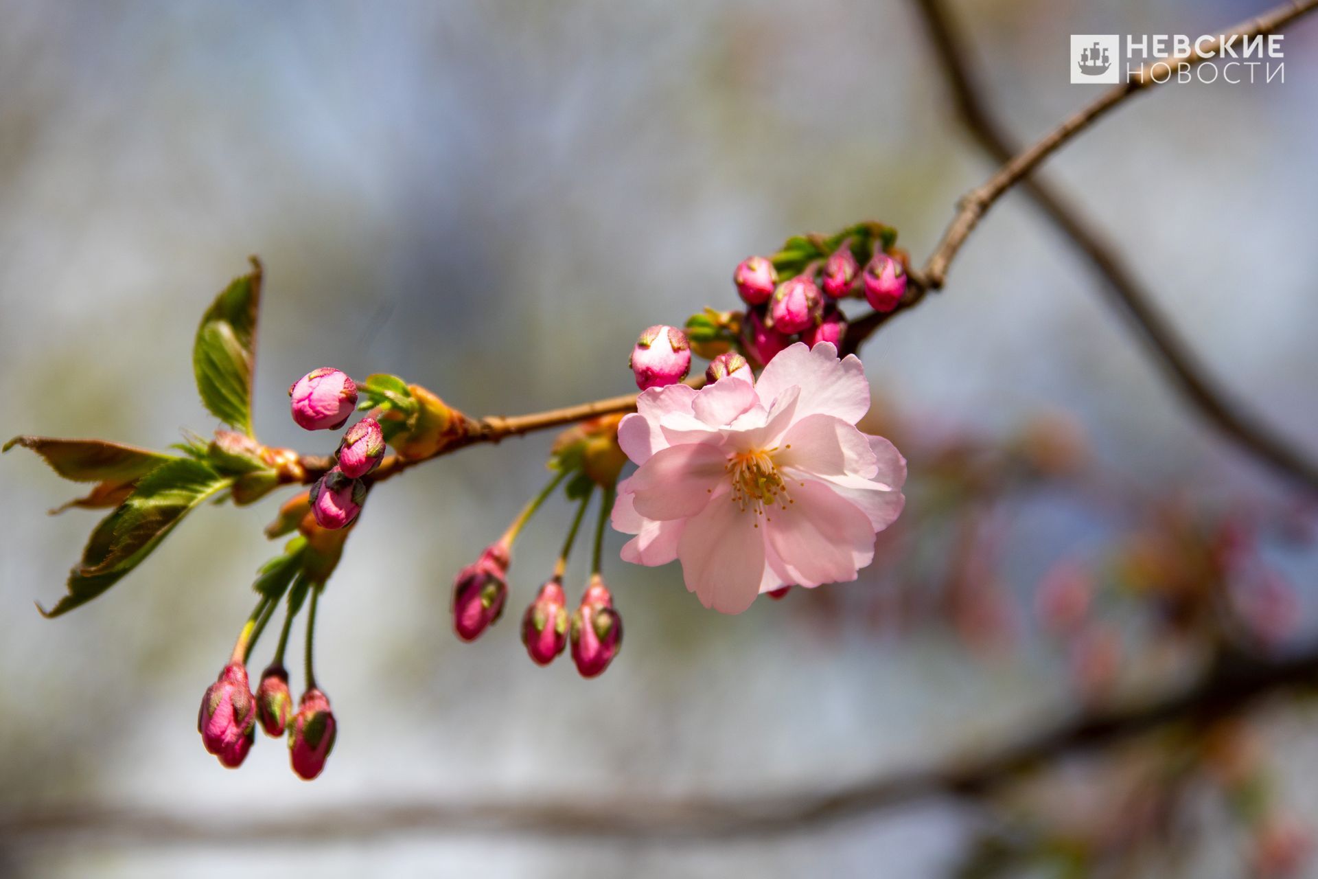 Чудеса весны которые открылись мне. Весенне чудо. Весеннее чудо. Весенних чудес. Весенне чудо.