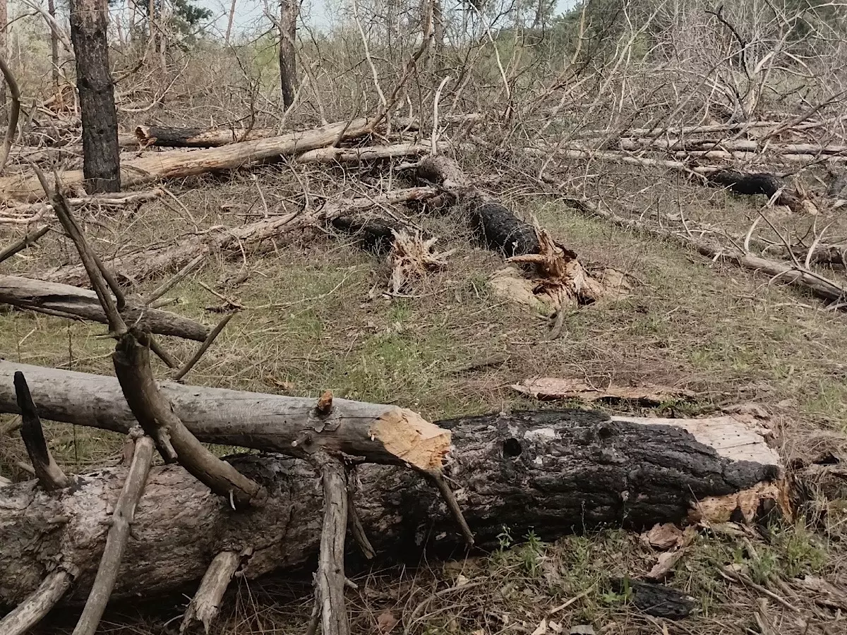 В Белой Калитве ураган повалил десятки деревьев в Богатовском лесу