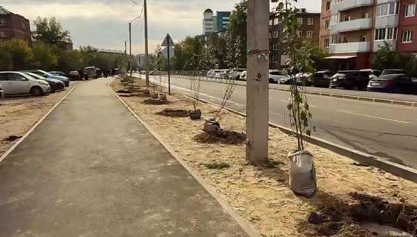 В Улан-Удэ высадили целую аллею тополей без пуха