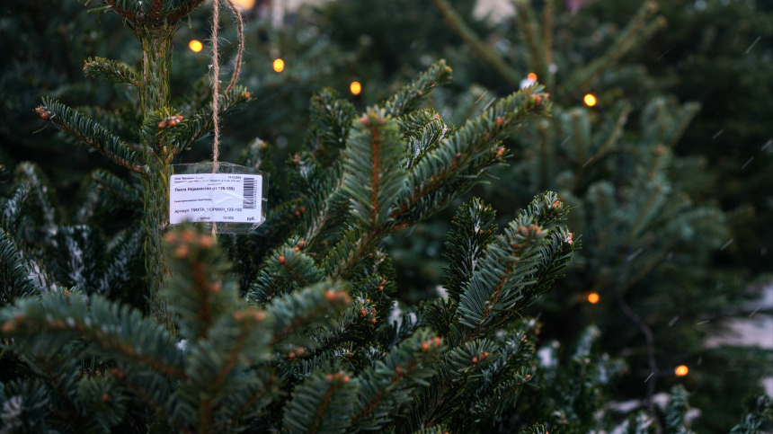 В Москве открылось более 250 елочных базаров