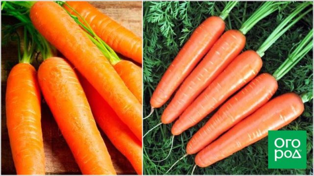Морковь Любимая 