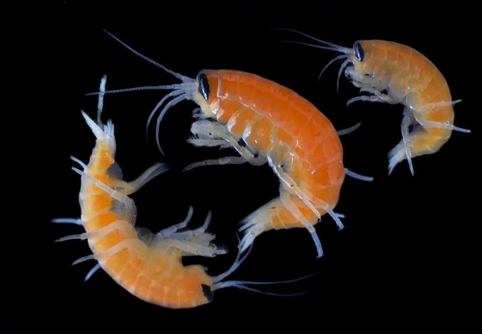 Особи Ommatogammarus flavus