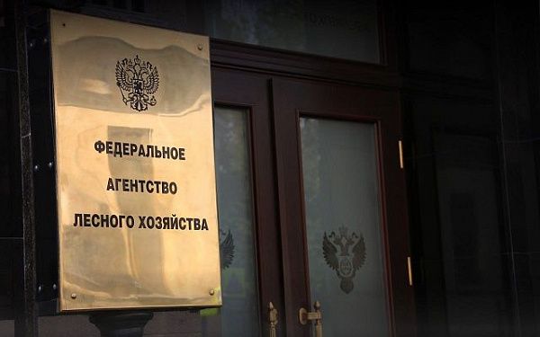 Рослесхоз: финансирование лесного хозяйства в ДФО в 2026 году увеличено на 28%