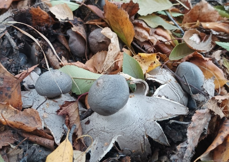 Собирать грибы. Грибные места. Грибы 2024 новосибирск в августе. Грибы в августе. Грибы 2024 новосибирск в августе.