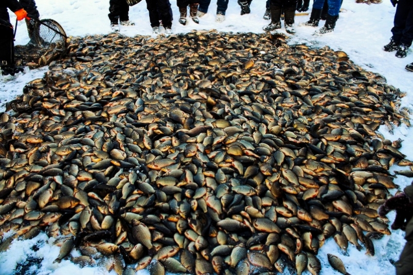 много крупной плотвы. где ловят много рыбы. улов рыбы. крупный улов. улов астраханская рыба.