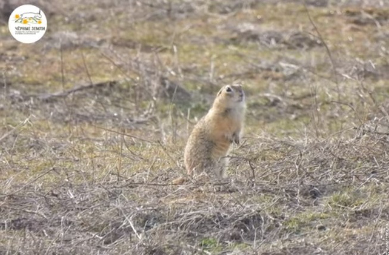 Проснувшийся суслик в Калмыкии 