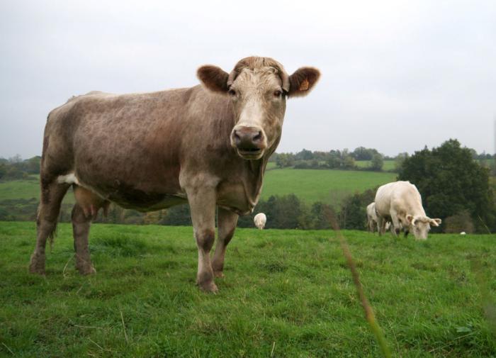 Опытные фермеры составили топ молочных коров