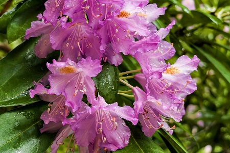 rododendron