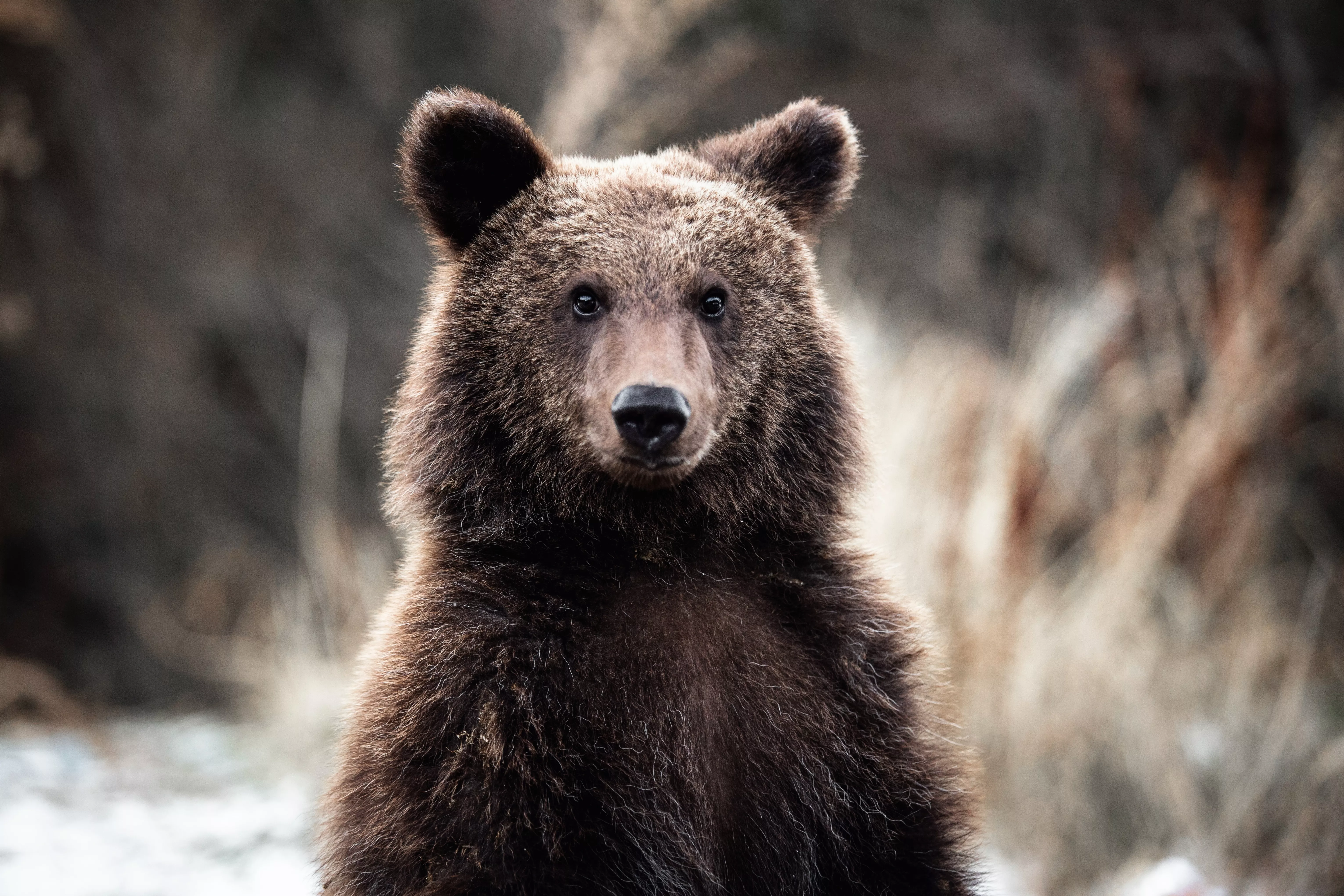 Bear moments. TB-02a бурый медведь. Bear on two feet.
