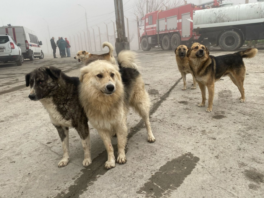Мальчик с откушенным лицом: Кубань стала лидером по нападению собак на людей 